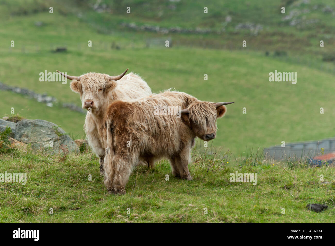 Ein paar von Highland Kühe Stockfoto