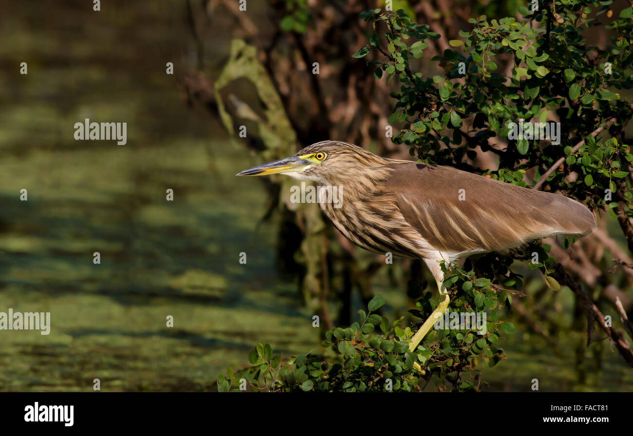 Teich Heron in einem Teich mit alagae Stockfoto