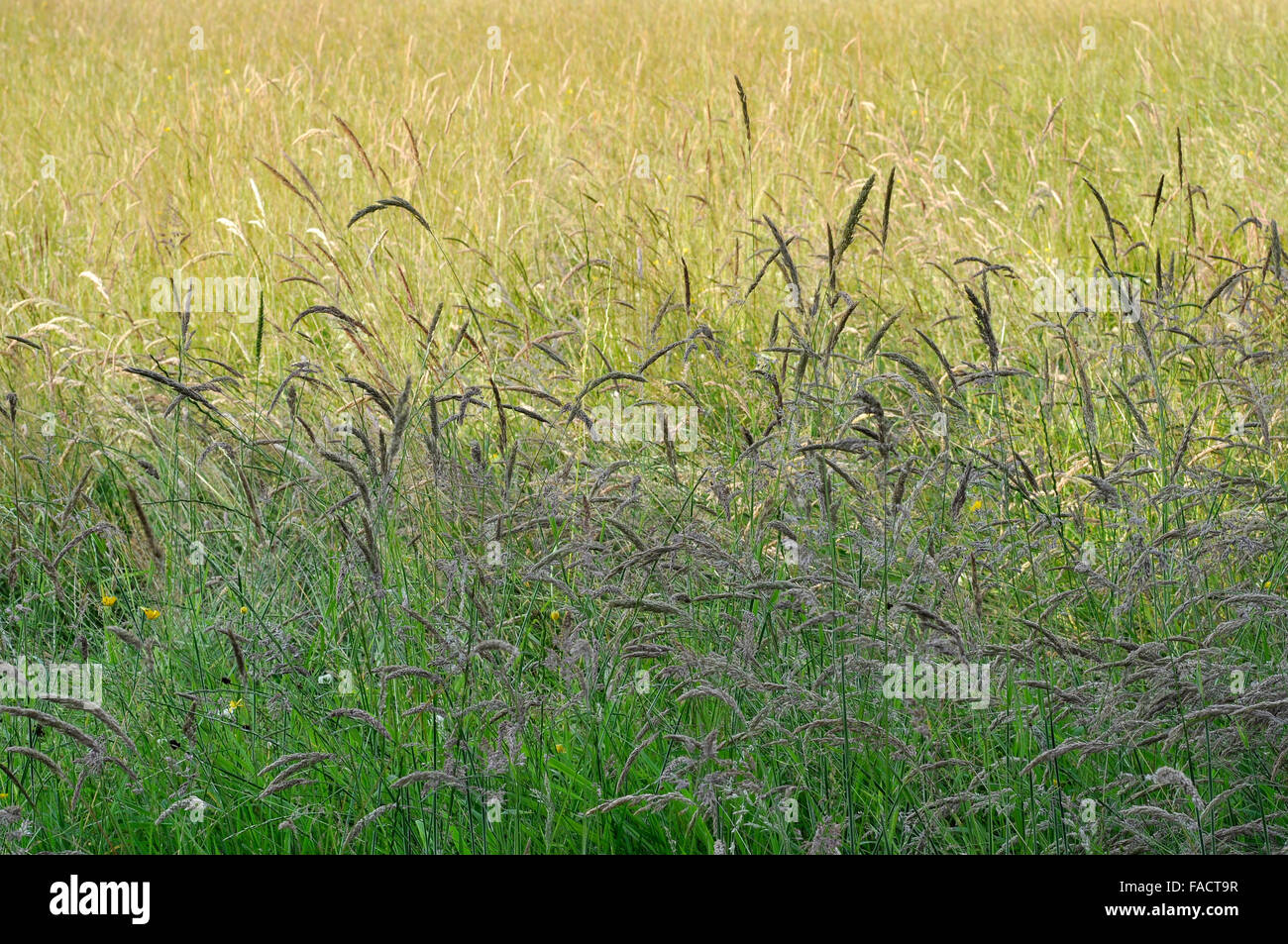 Sommer Wiese Gräser in der englischen Landschaft. Stockfoto