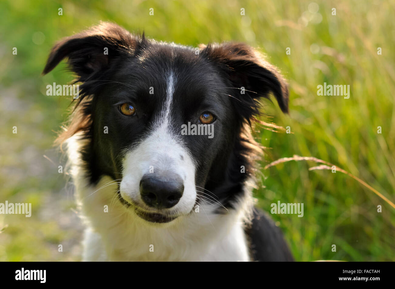 Border Collie im warmen Sonnenschein in der englischen Landschaft. Stockfoto