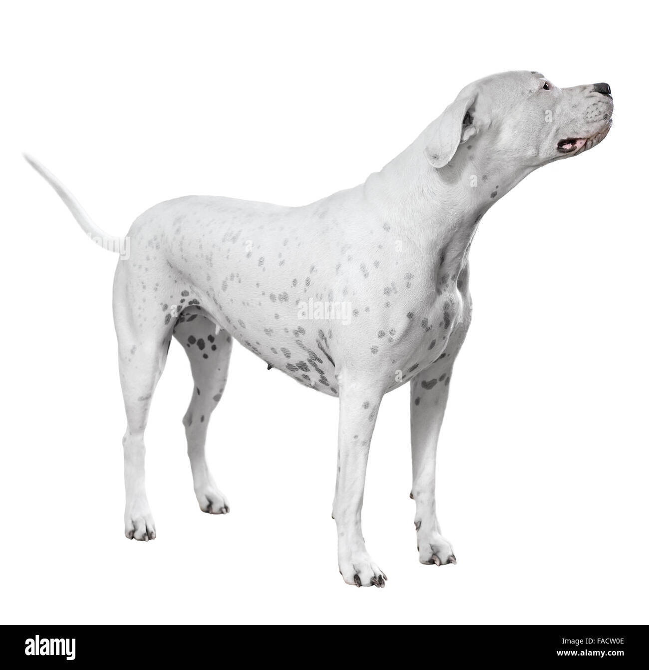 Dogo Argentino über weiß stehend Stockfoto