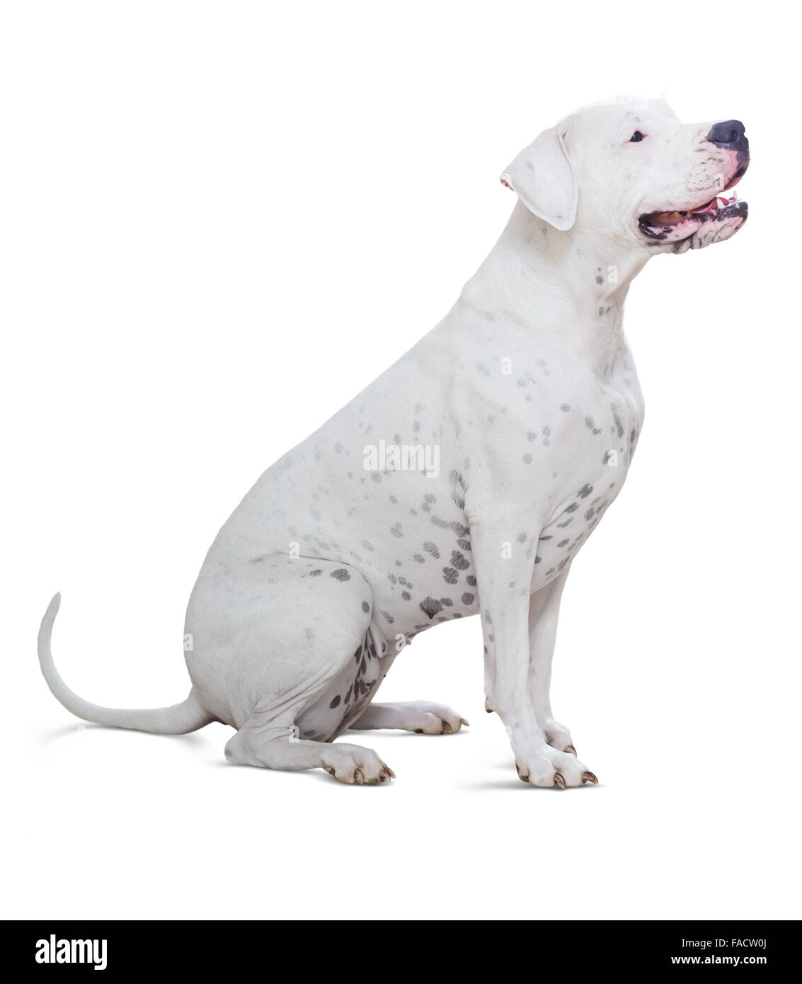 Sitzen Dogo Argentino auf weißem Hintergrund Stockfoto