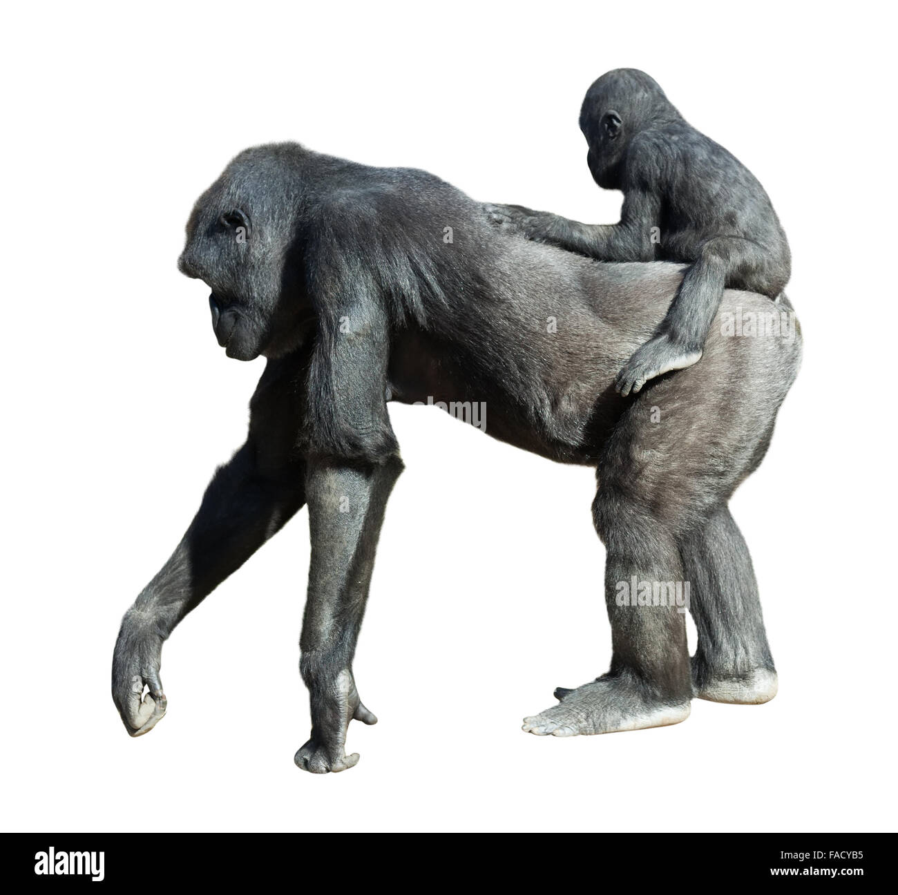 Gorilla mit Baby. Isoliert auf weißem Hintergrund Stockfoto