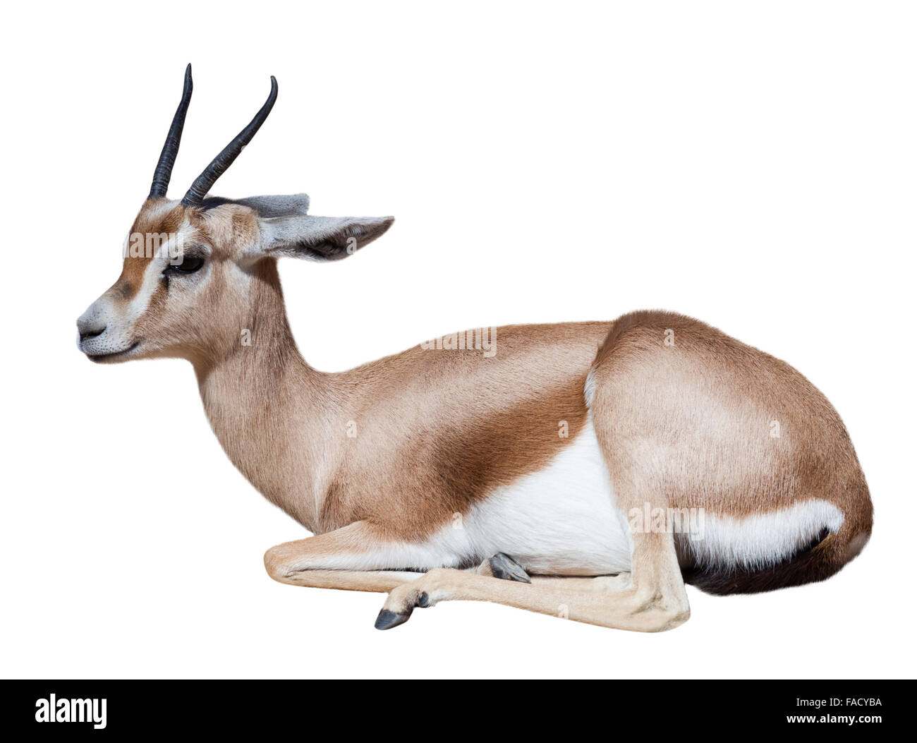 Dorcas Gazelle (Gazella Dorcas) sitzen.  Isoliert auf weiss Stockfoto