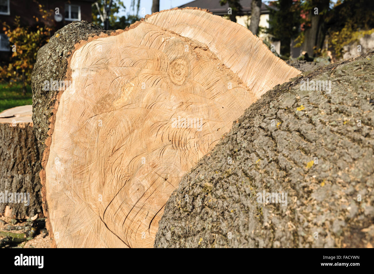 Stumpf des frisch geschnittenen Baum, Schnittholz Stockfoto