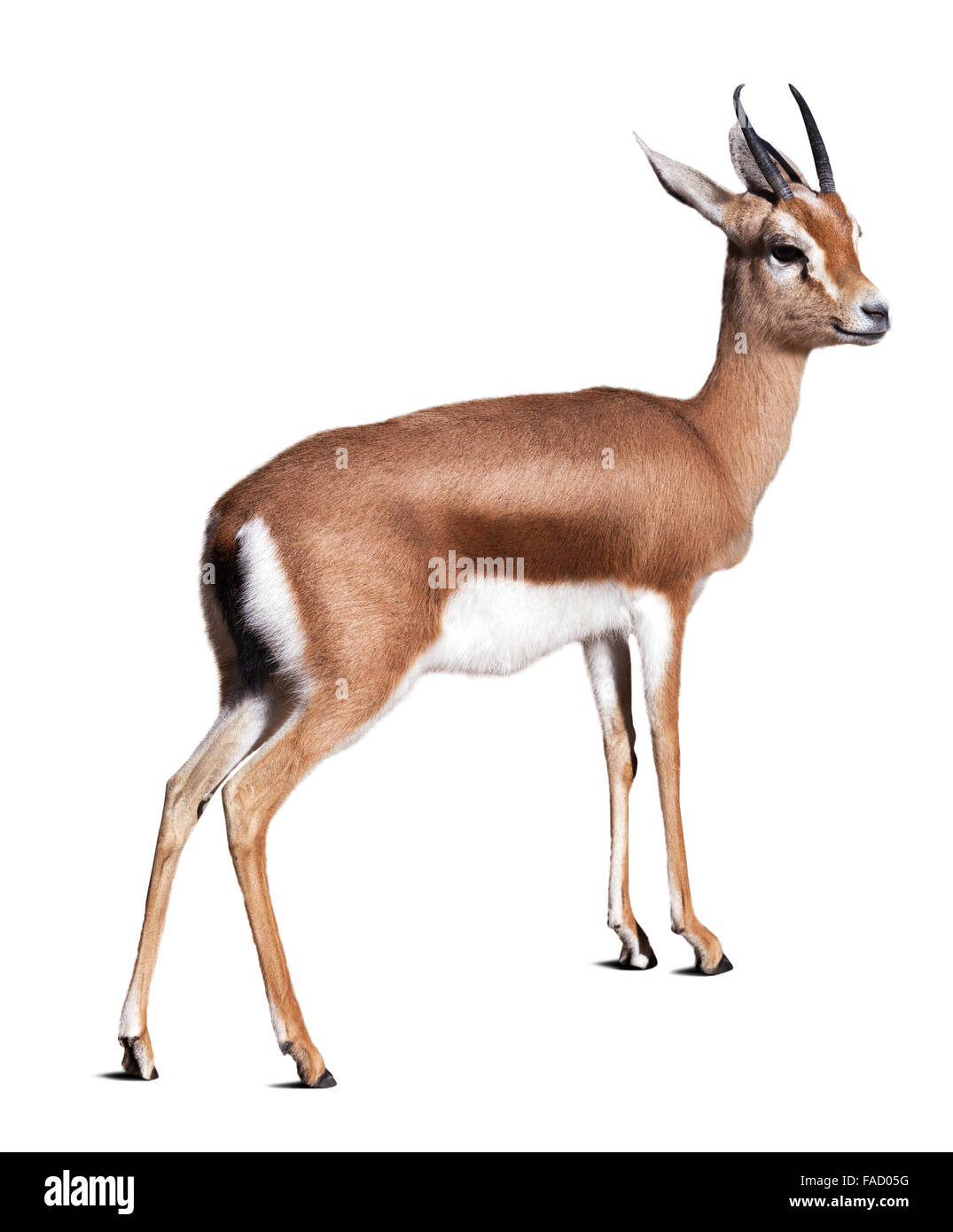 Dorcas Gazelle (Gazella Dorcas).  Isoliert auf weißem Hintergrund Stockfoto