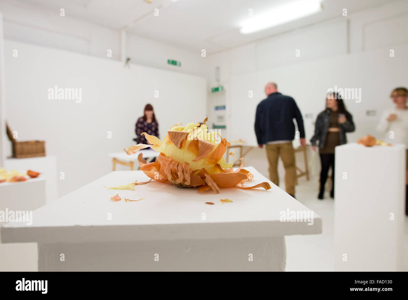 Kunstvermittlung in Großbritannien: eine Hälfte geschält und gehäutet Zwiebel auf einem Sockel Sockel in einer Ausstellung der Arbeiten von Studenten der bildenden Kunst in einer Galerie an der School of Art, Aberystwyth University Wales UK Stockfoto