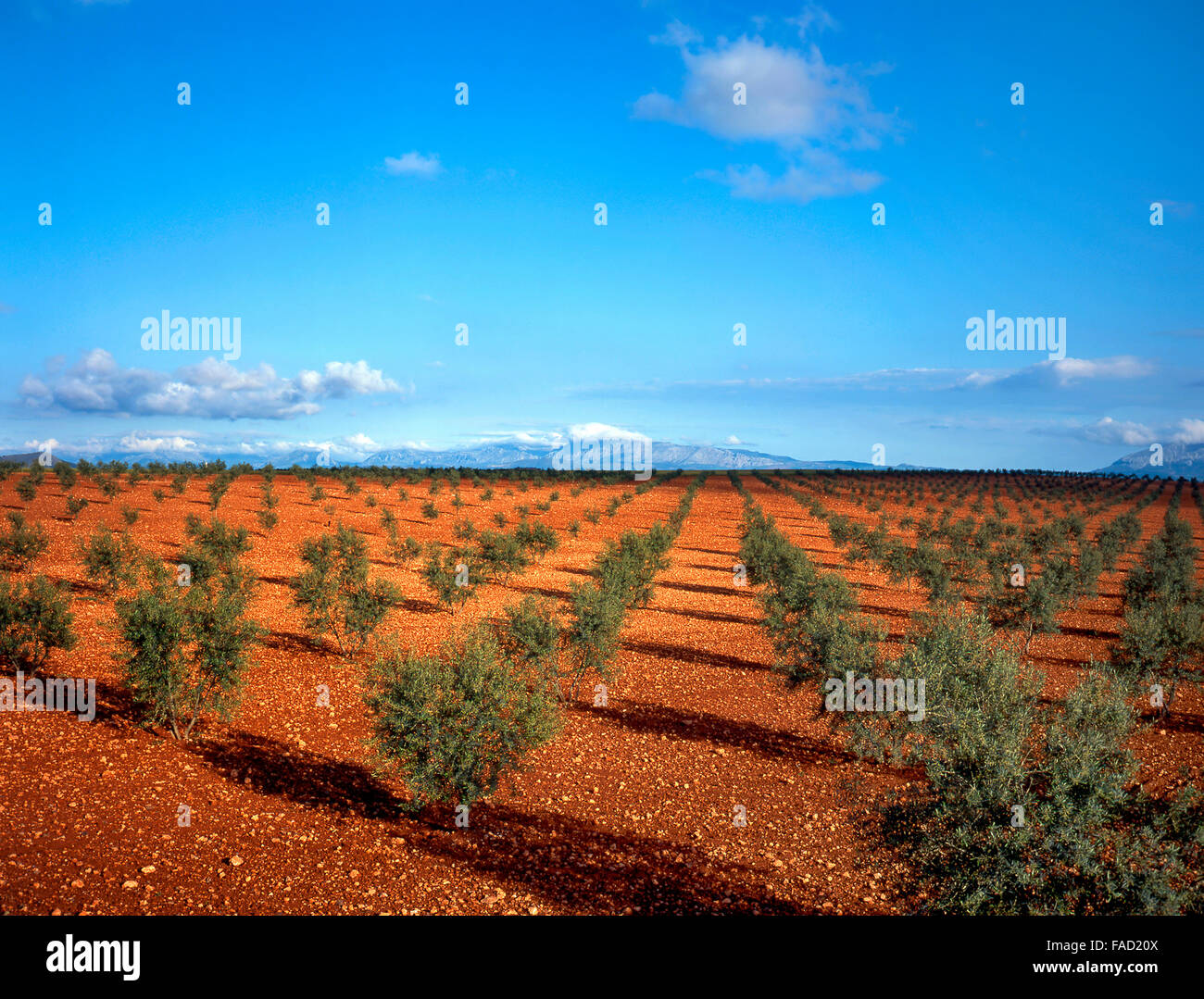 Olivenbäume in Spanien, im Hintergrund kleine Berge Stockfoto
