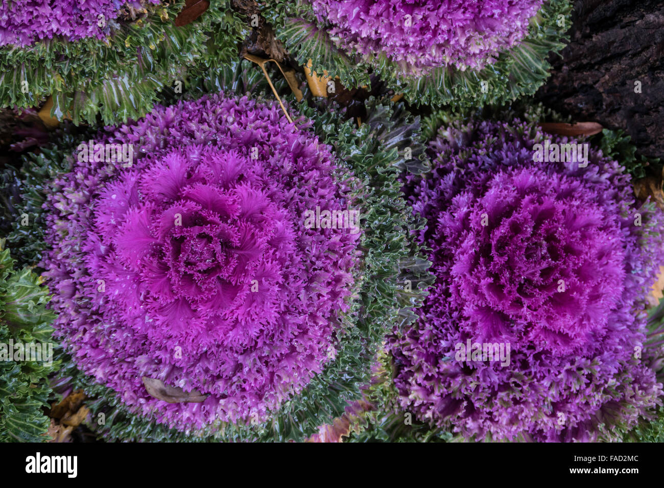 Ornamentale Kale und Kohl Stockfoto