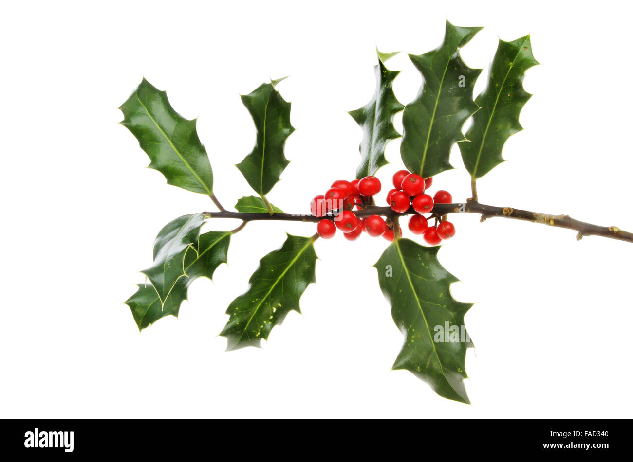 Holly, Ilex Aquifolium, Blätter und Reife rote Beeren, die isoliert gegen weiß Stockfoto