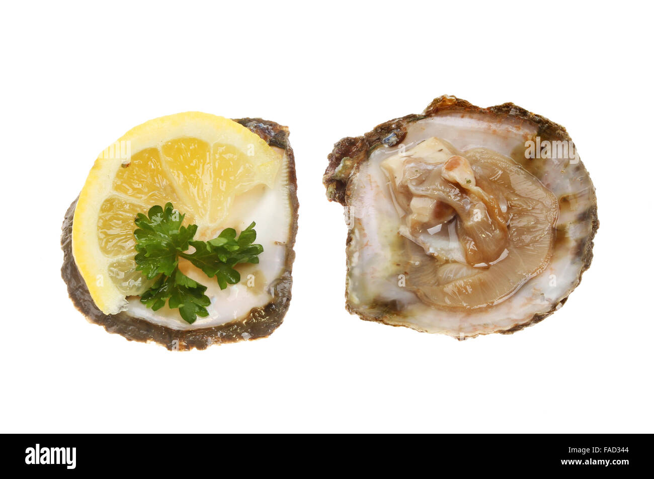 Geöffnete Austern mit Zitrone und Petersilie isoliert gegen weiß Stockfoto