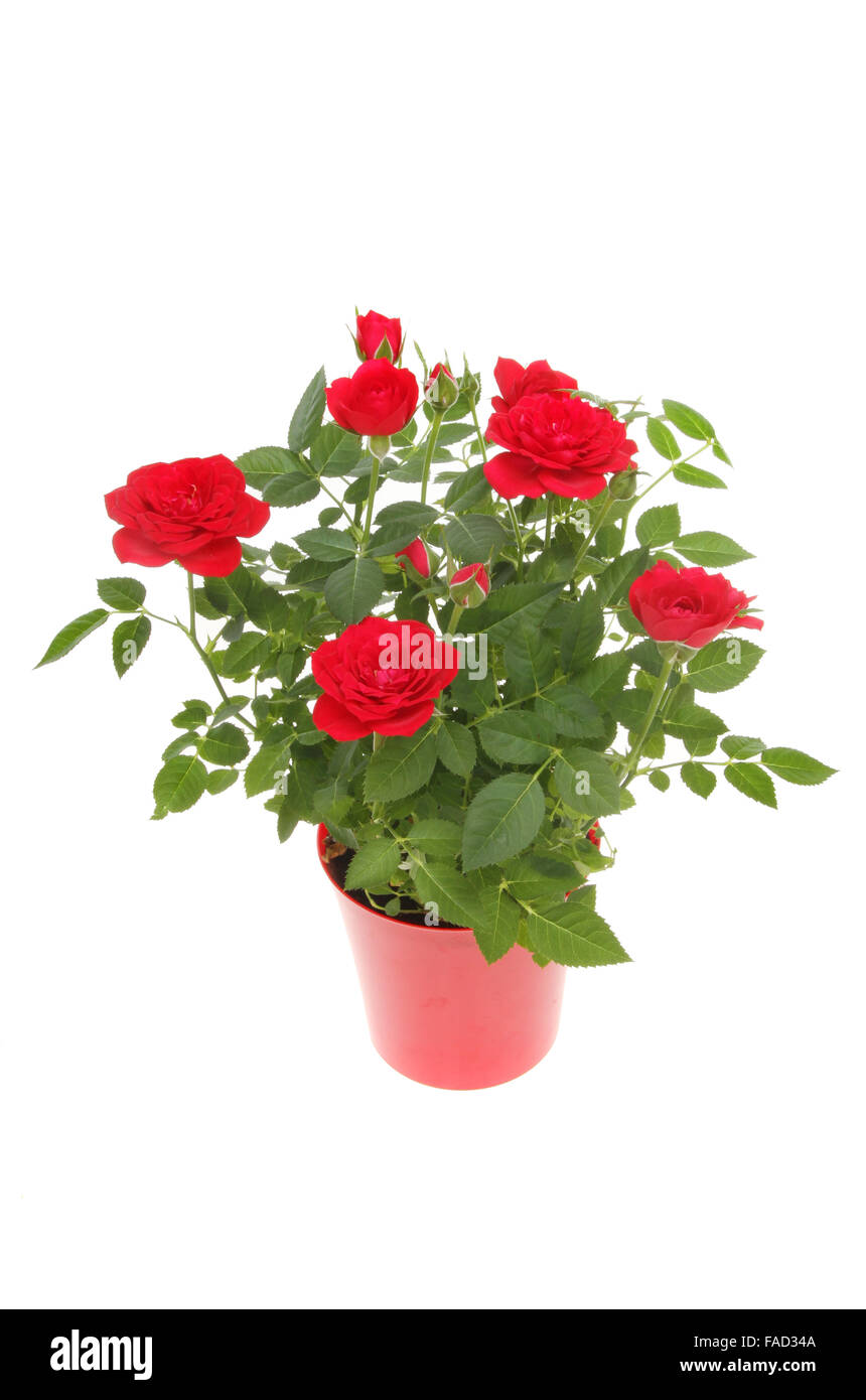 Miniatur rose Pflanze mit roten Blüten in einer roten Kunststoff-Topf isoliert gegen weiß Stockfoto