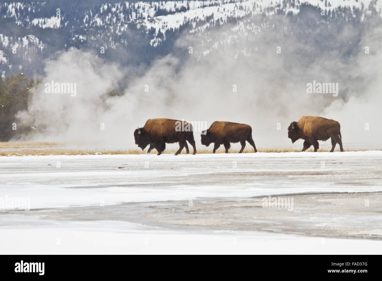 Bison Spaziergang durch thermische Dampf von Lower Geyser Basin Yellowstone National Park 17. November 2015 in Yellowstone in Wyoming. Stockfoto