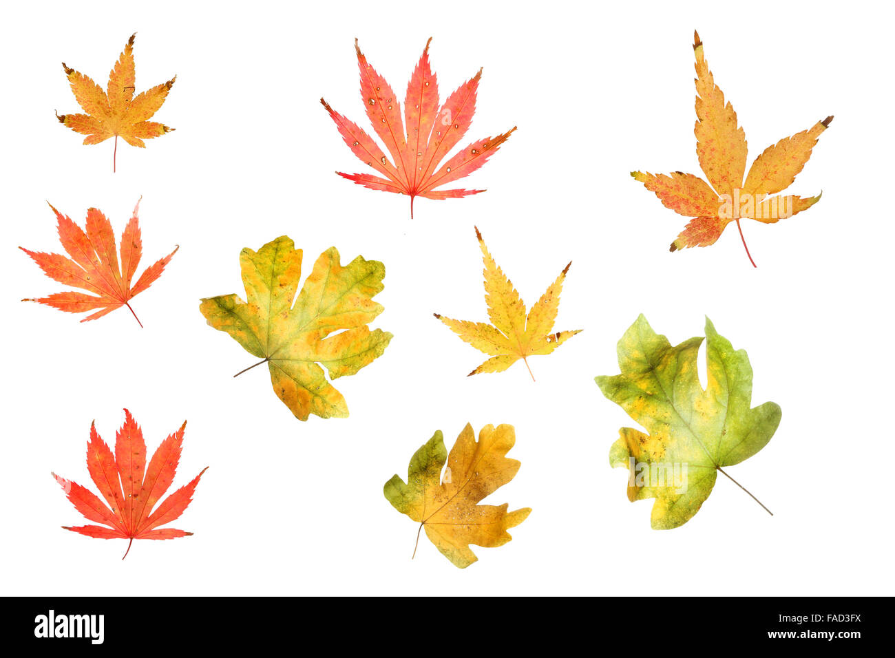 Auswahl an herbstlichen Acer und Ahorn Blätter isoliert gegen weiß Stockfoto