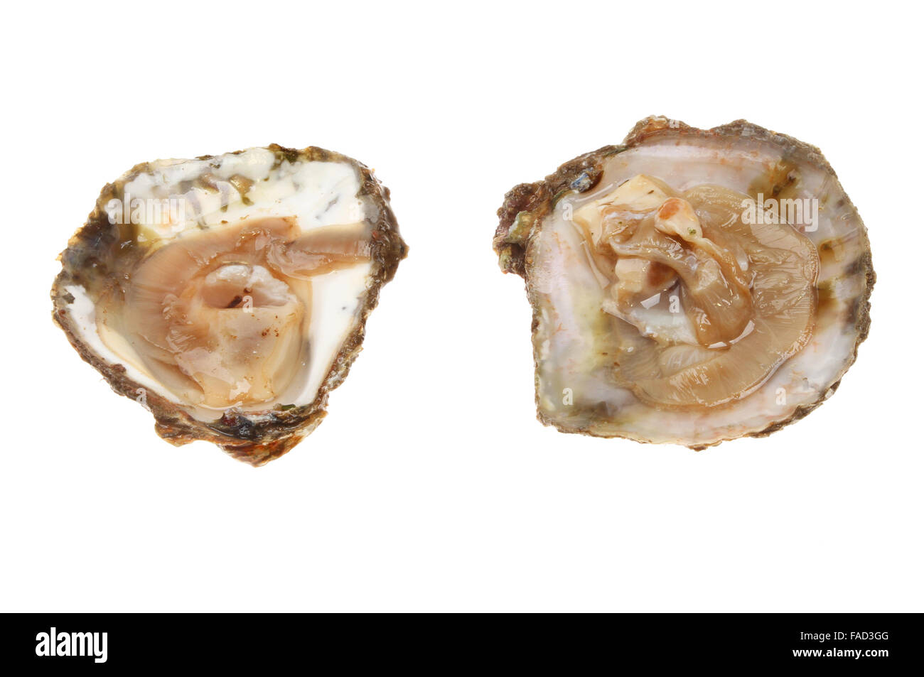 Zwei eröffnet Schalen isoliert gegen weiße frische British native Austern Stockfoto