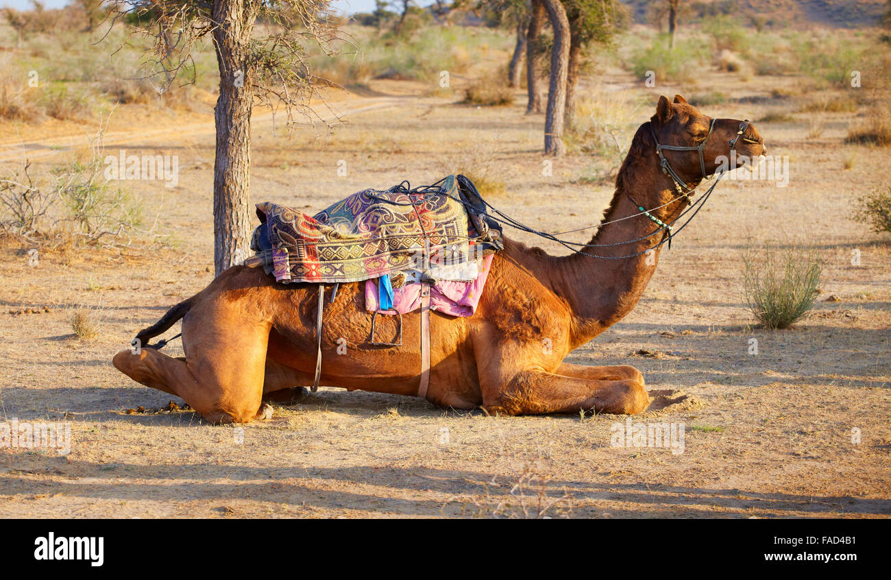 Kamel in der Wüste Thar nahe Jaisalmer, Rajasthan, Indien Stockfoto