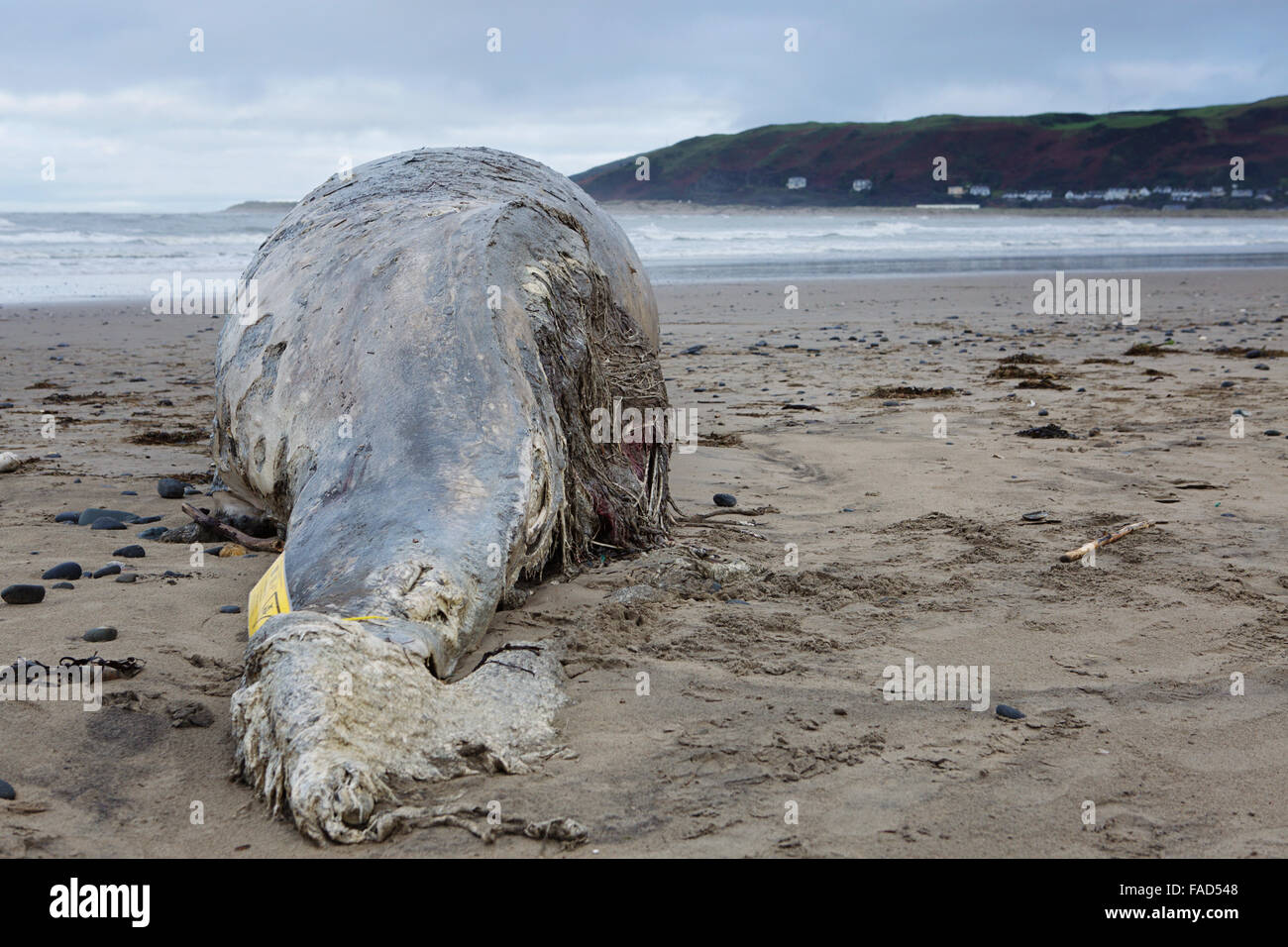 Aberystwyth, Großbritannien. 27. Dezember 2015. Weihnachtstag Strandwanderer in mid Wales hatte eine Überraschung, wenn sie über einen Toten Wal gestolpert, die sich gewaschen worden. Zuschauer, Inspektion und Fotografieren des verwesenden 15' toten Wals in Ynyslas, Aberystwyth Credit: Elgan Griffiths/Alamy Live News Stockfoto