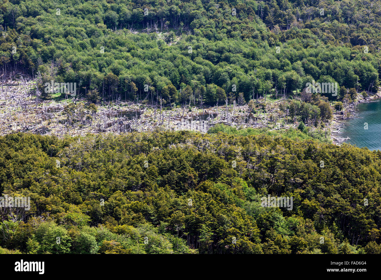Luftaufnahme von toten Bäumen durch Biber, Biber verursachten Schäden, in der Nähe von Ushuaia, Feuerland, Patagonien, Argentinien Stockfoto