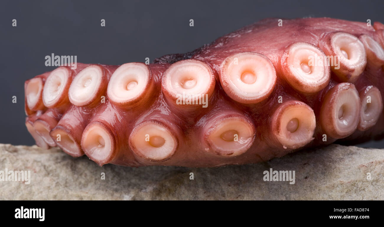 Nahaufnahme von Tintenfisch Tentakeln. Stockfoto