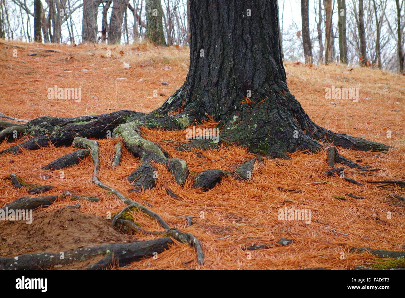 Baumwurzeln und Wald Schutt in einem Wald in Ontario, Kanada Stockfoto