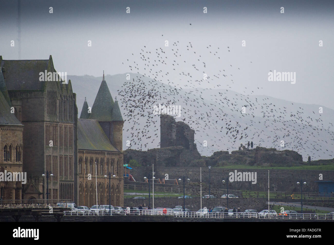 Aberystwyth Wales UK, Sonntag, 27. Dezember 2015 Murmuration der Stare fliegen Sie über die berühmten Ruinen der Burg Aberystwyth und "Hogwarts" Stil Old College der Universität sammeln für den Abend bevor Schlafplatz für die Nacht unter dem Pier auf der Stadt Promenade Aberystwyth einer der wenigen städtischen Starling Quartiere im Vereinigten Königreich ist. Obwohl reichlich in Aberystwyth, die Starling ist auf die RSPB "rot verloren" der bedrohten Arten in der UK-Photo Credit: Keith Morris / Alamy Live News Stockfoto