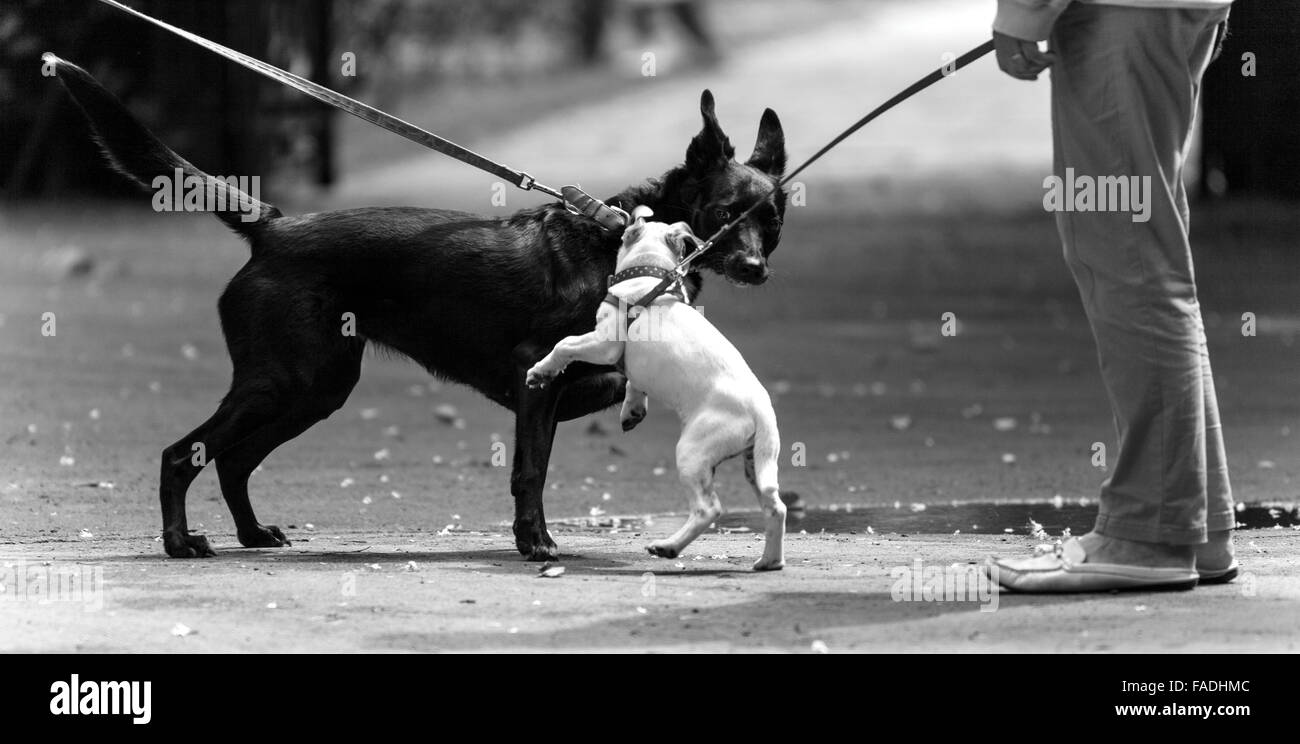 Zwei Hunde kämpfen in Stadtgärten Swindon Stockfoto