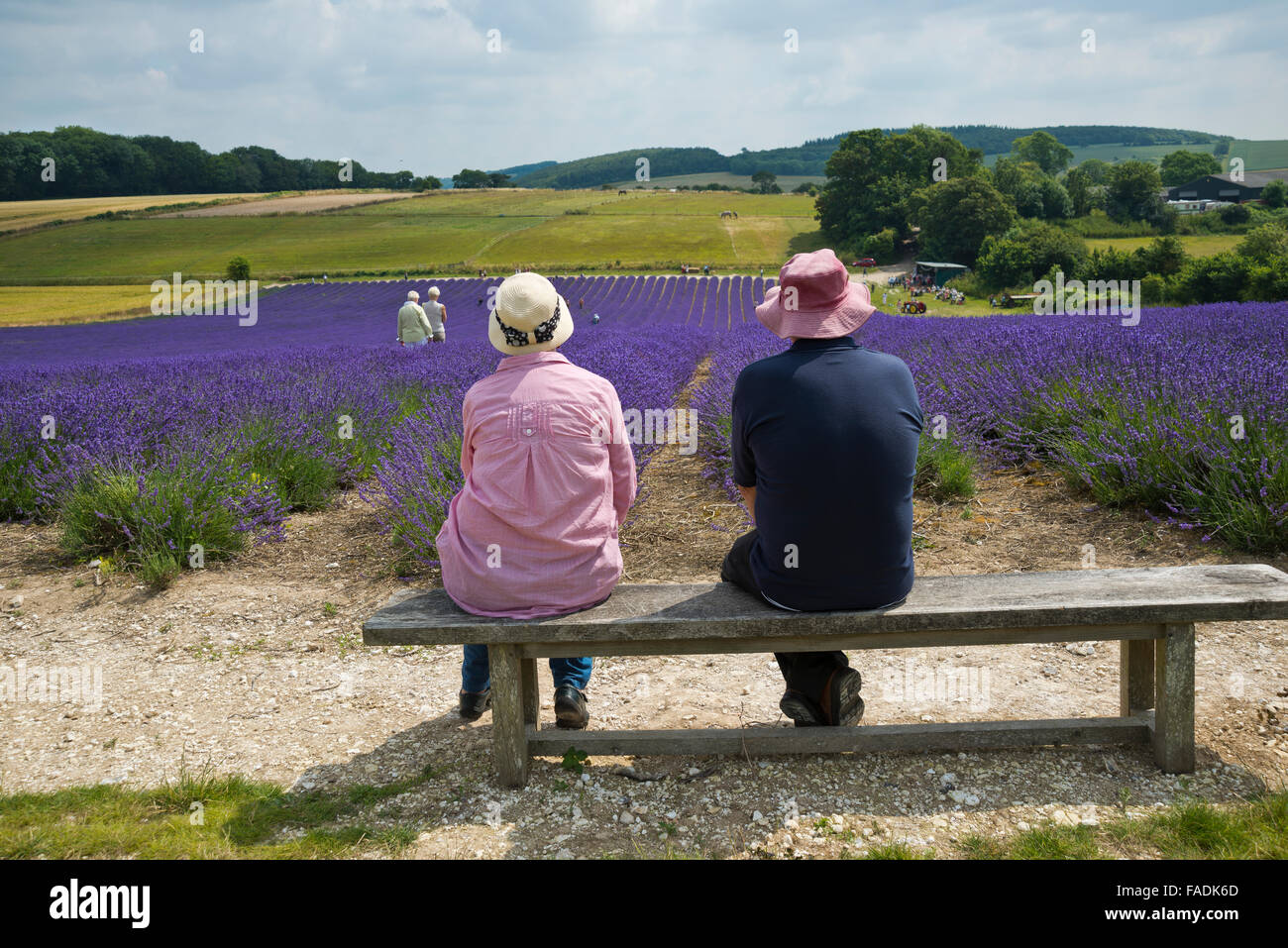 Bild von zwei Personen sitzen auf einer Bank vor der Mailette Lavendel reif für die Ernte an Lordington in West Sussex Stockfoto