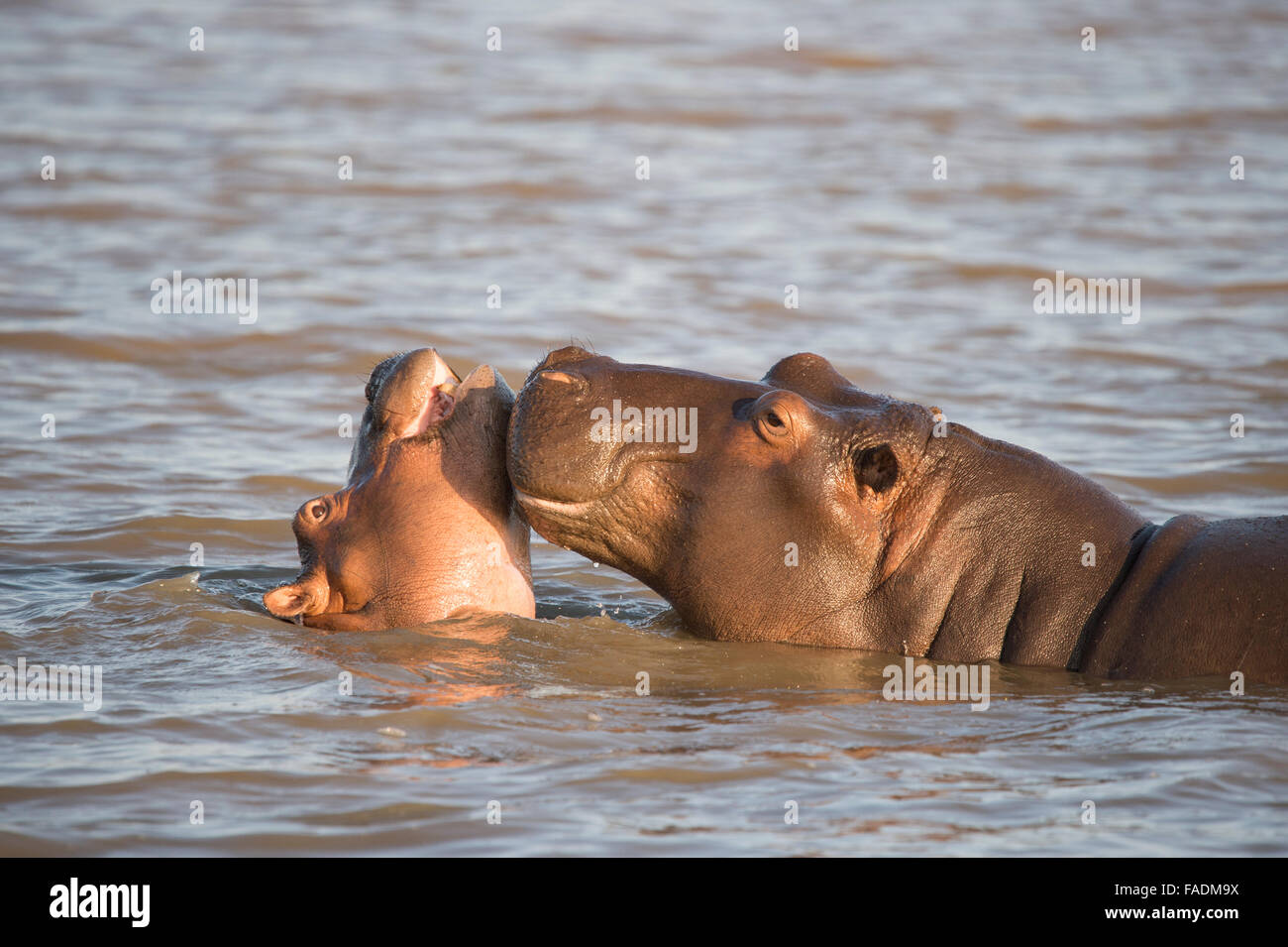 Flusspferde (hippopotamus amphibius), spielen Junge, Isimangaliso Wetland Park, Südafrika Stockfoto