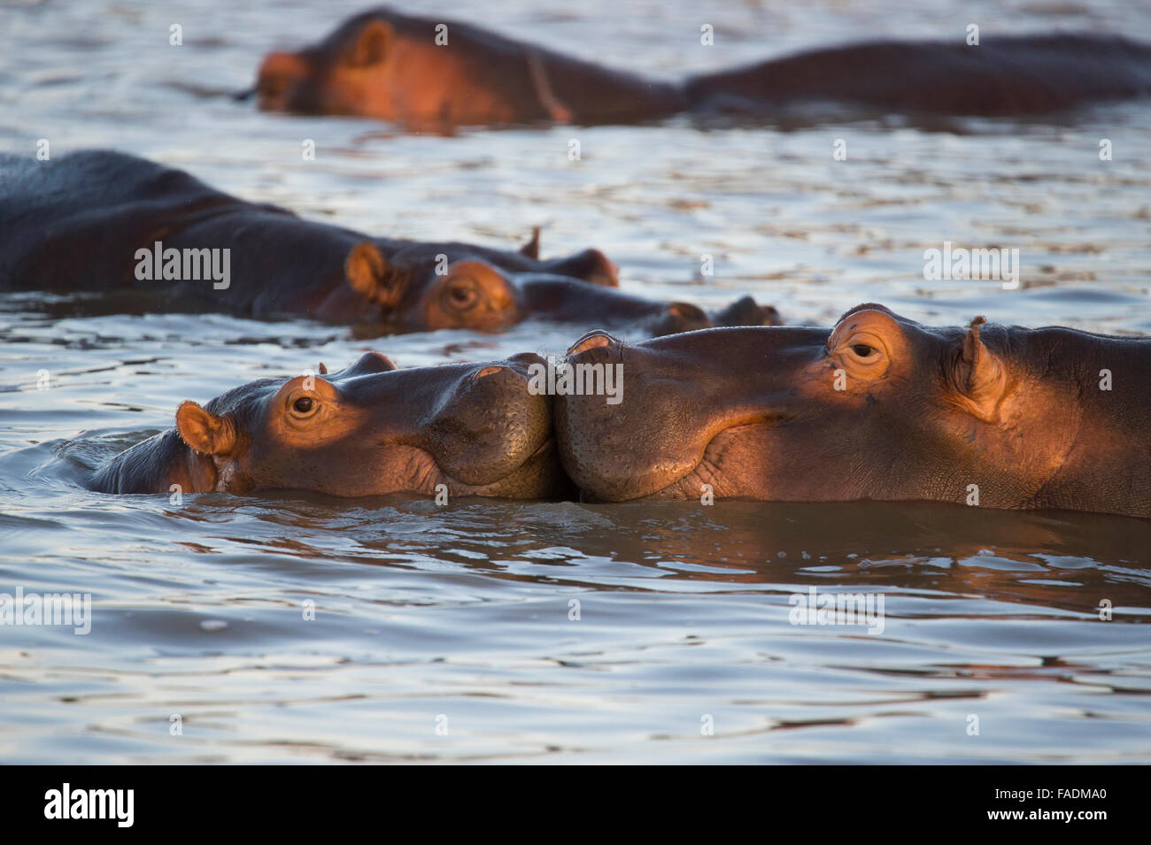 Flusspferde (hippopotamus amphibius), spielen Junge, Isimangaliso Wetland Park, Südafrika Stockfoto