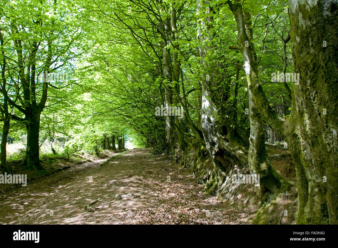 Buchenwälder im Frühsommer auf der Quantock Hills in der Nähe von Lydeard Hügel, Somerset Stockfoto