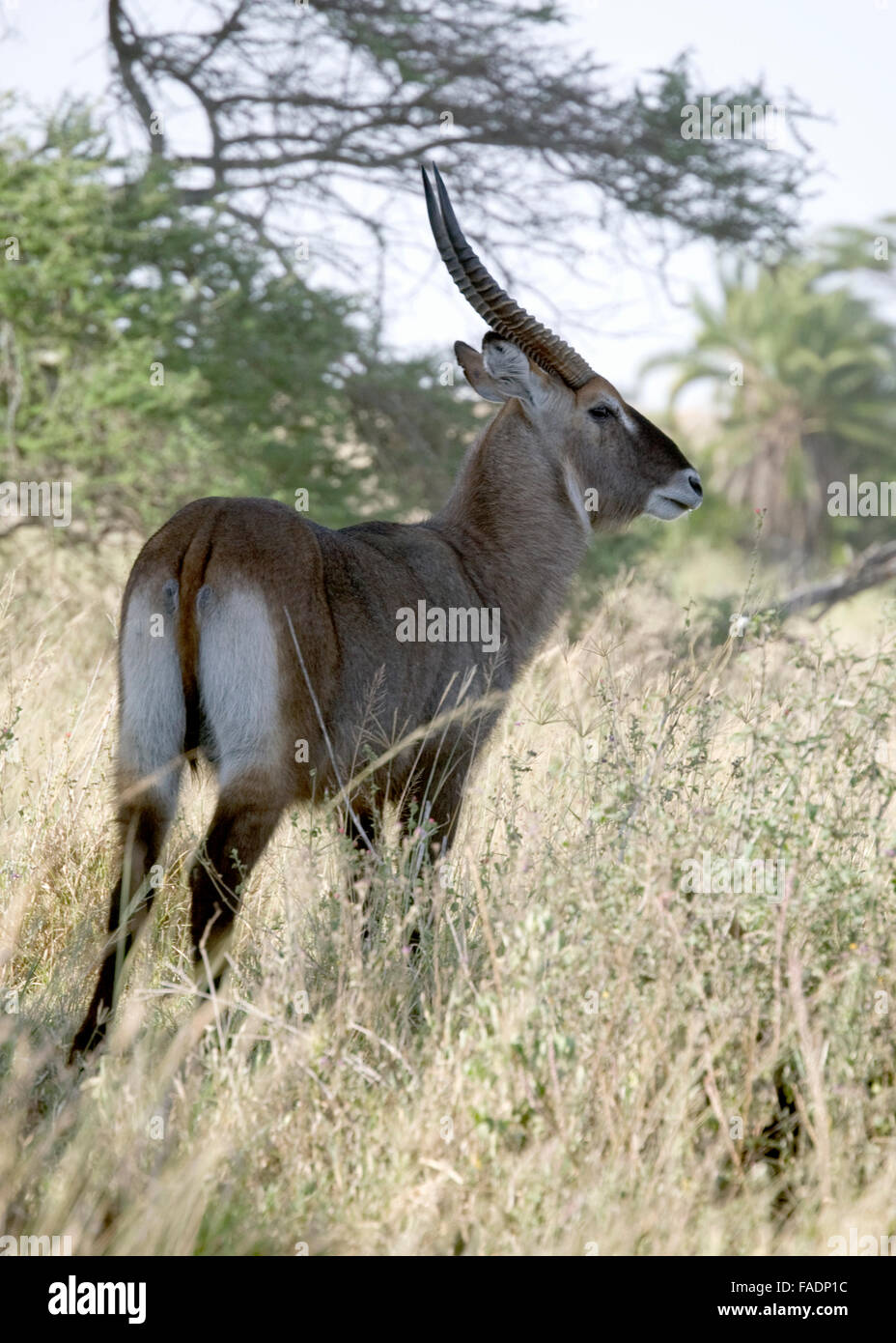 Wasser Buck Tansania Ostafrika Stockfoto