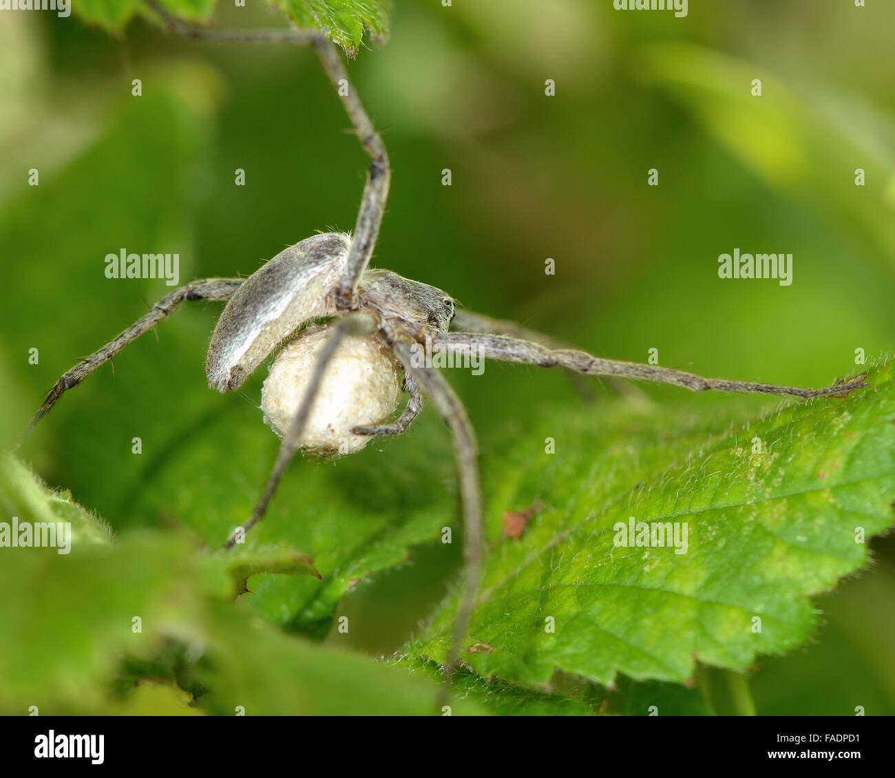 Baumschule Web Spider (Pisaura Mirabilis) mit Ei Sac. Eine Spinne mit einem Ei Sac unter seinen Bauch Stockfoto
