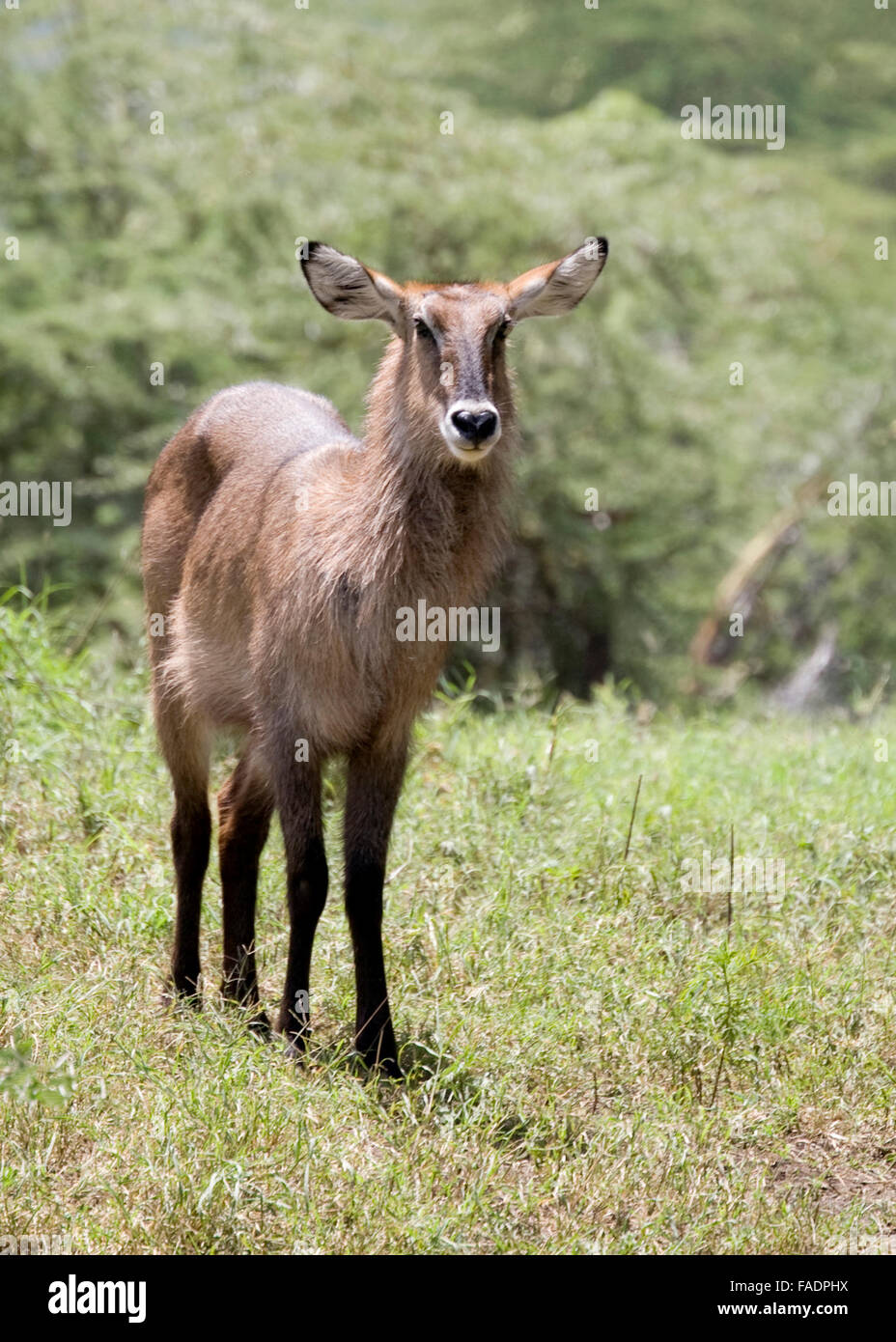 Wasser Buck Tansania Ostafrika Stockfoto