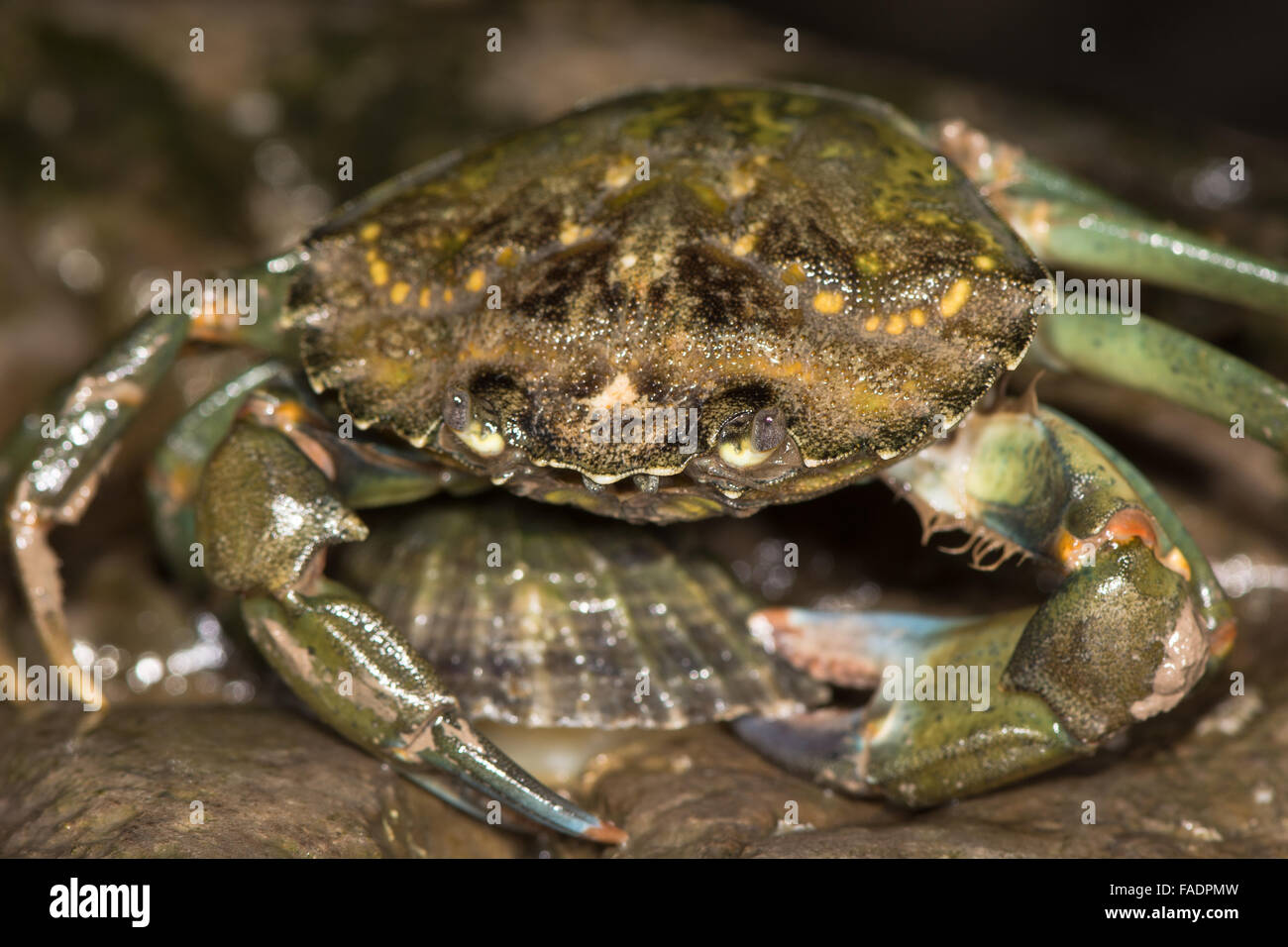 Grüne Ufer Krabbe (Carcinus Maenas) Limpet anzugreifen. Eine Shore Crab oder grüne Krabbe, nehmen eine Limpet aus einem Felsen Stockfoto