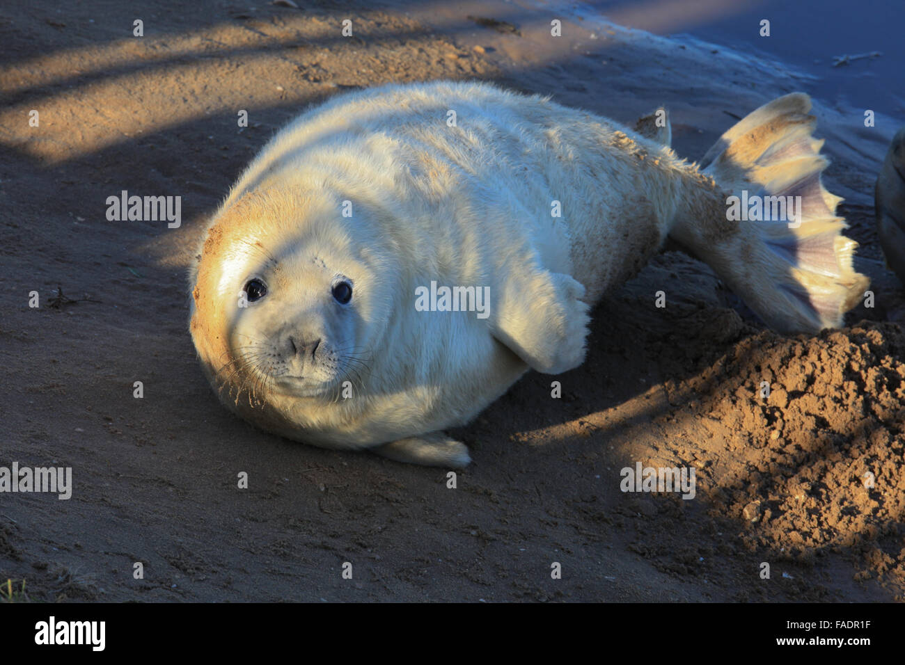 Donna NOOK, Graurobben, international, Erhaltung, Graurobben Kolonie, Niedrig gelegene Küste, North-Lincolnshire, England, Bombing Range, RAF Donna NOOK. Stockfoto