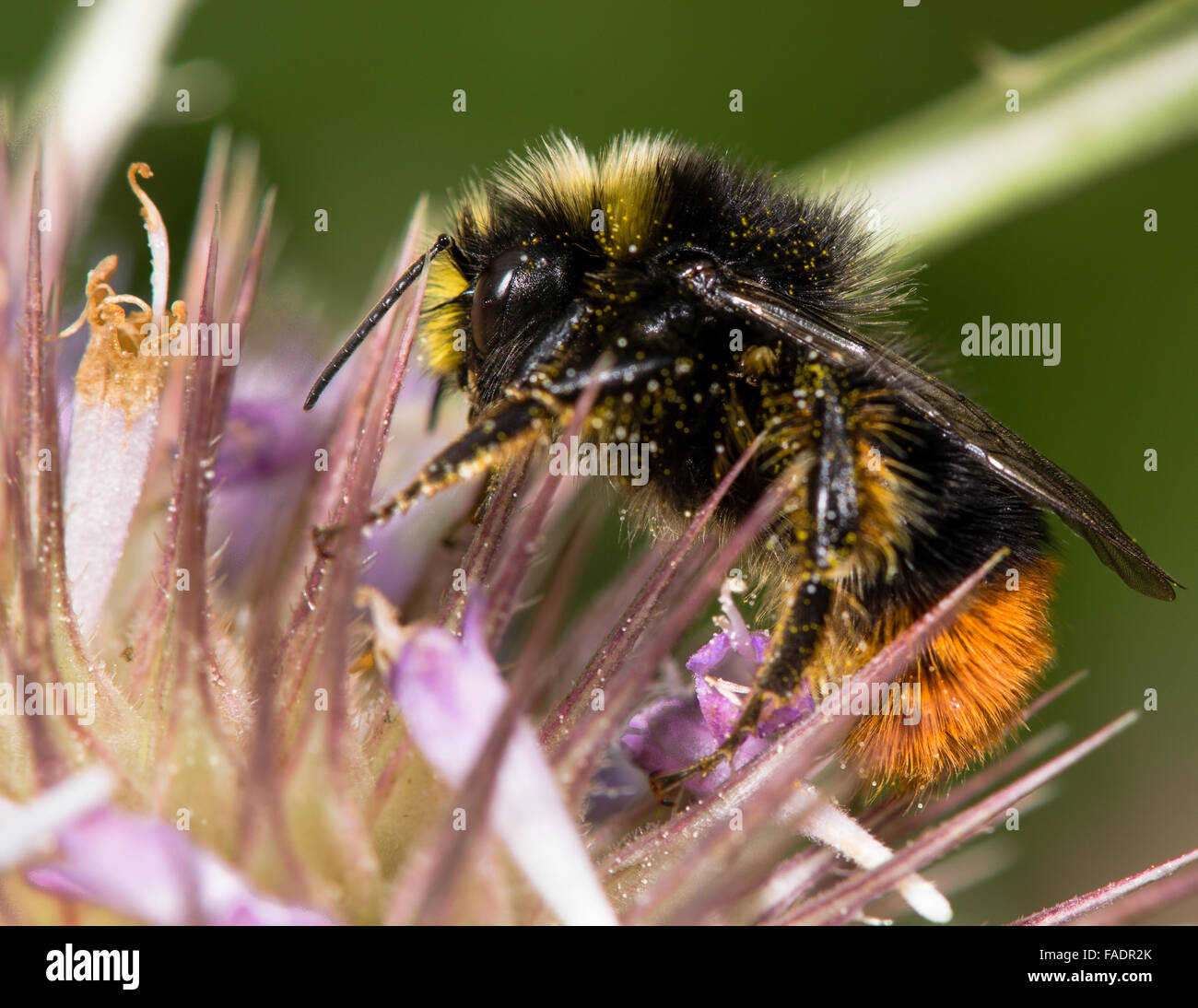 Rotschwanz-Hummel (Bombus Lapidarius) männliche Nectaring auf Distel. Eine männliche Biene Fütterung auf Kratzdistel im Spätsommer Stockfoto