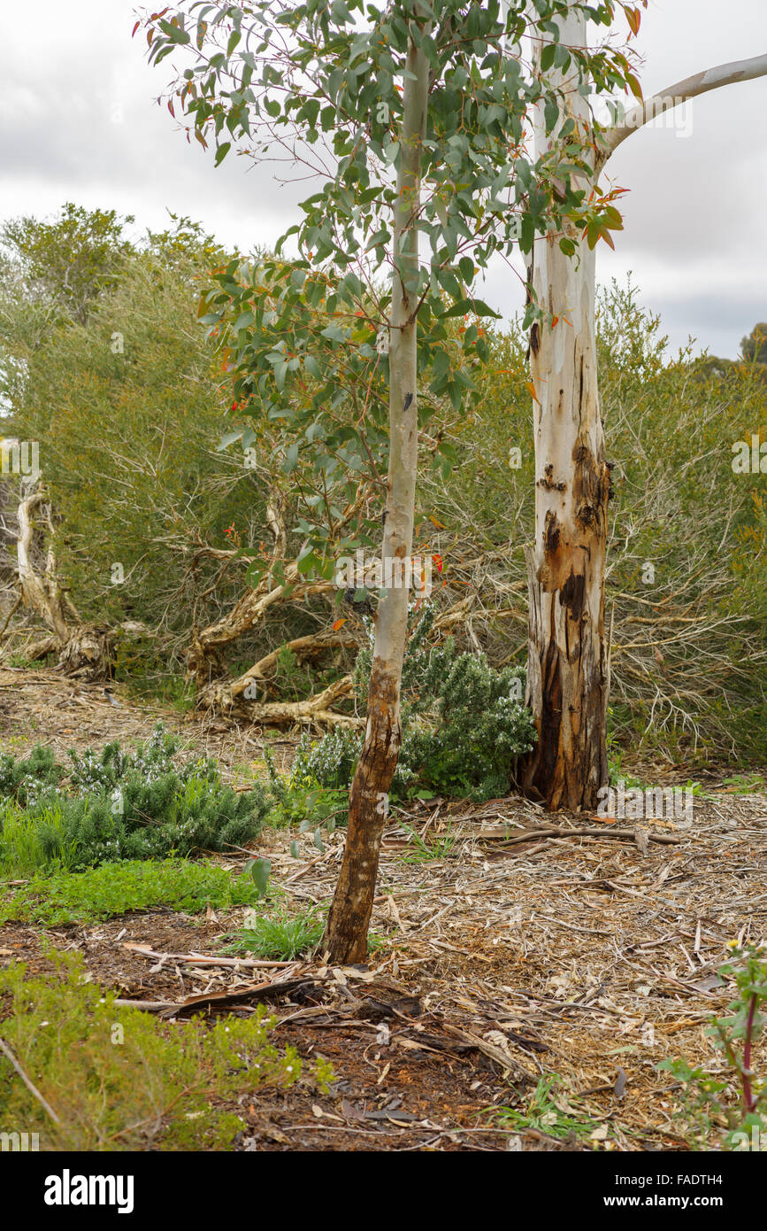 Australische Spitfire Maden auf Eukalyptus. Stockfoto