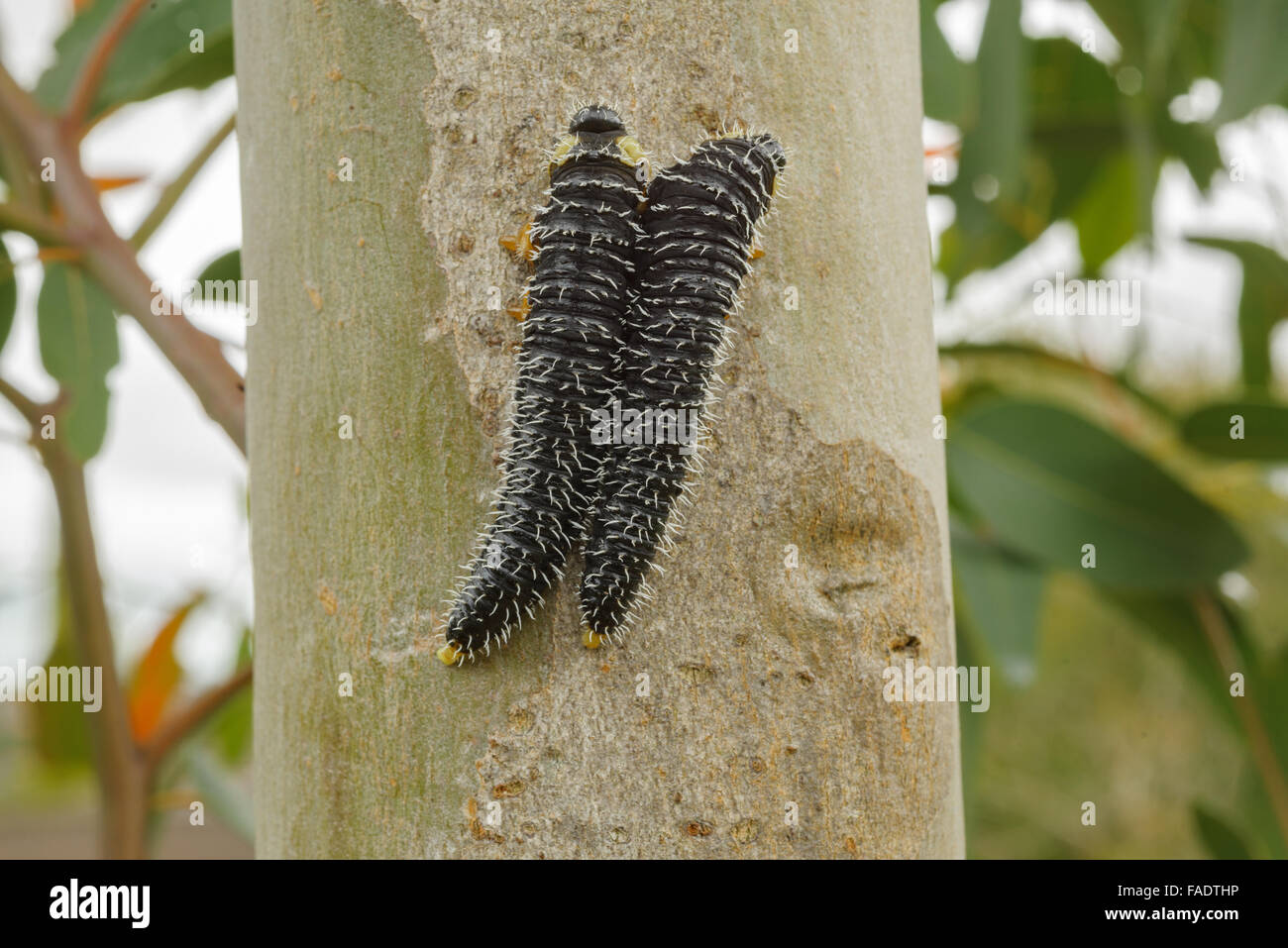 Australische Spitfire Maden auf Eukalyptus. Stockfoto
