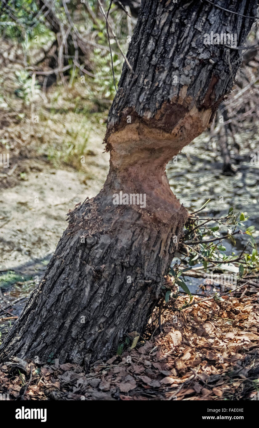 Ein Baum wie diese eine, die fast in zwei gekaut wird durch die großen, zerfressen worden hat scharfe Schneidezähne (Frontzähne) der nordamerikanischen Biber (Castor Canadensis).  Biber kauen auf Bäumen nach Nahrung, Holz für den Bau der Dämme und Lodges (Höhlen) zu erhalten und um ihre Zähne zu schärfen.  Diese semi-aquatischen Säugetieren sind die größten Nagetiere in Nordamerika. Stockfoto