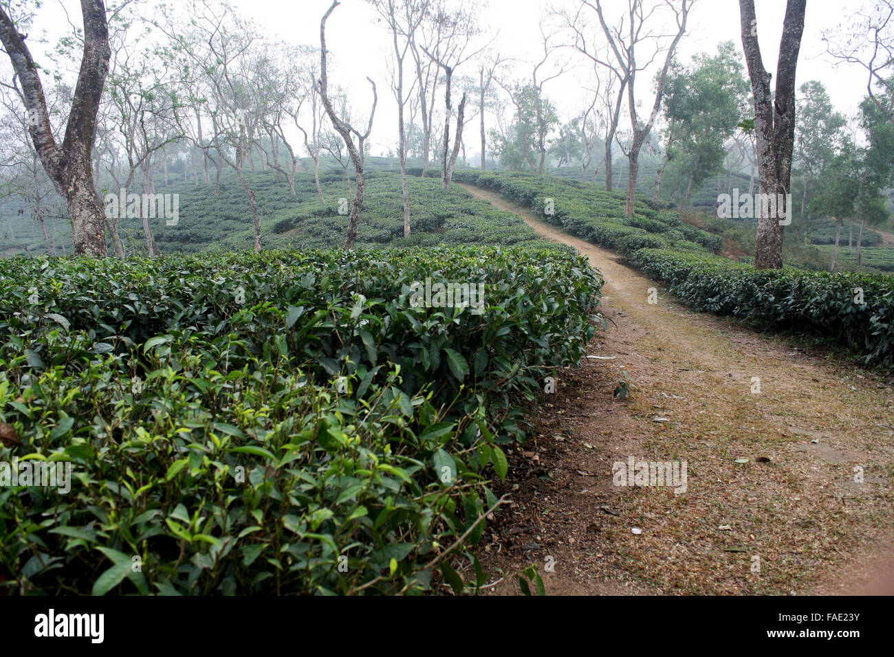 Ein Teegarten am Jaflong in Sylhet, Bangladesch Stockfoto
