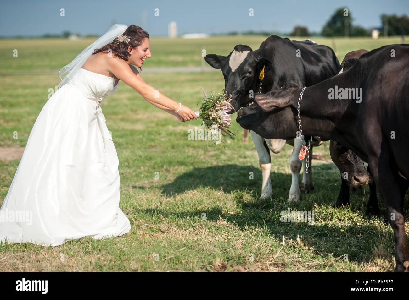 Füttern ihren Blumenstrauß zu einer Gruppe von Kühen Braut Stockfoto