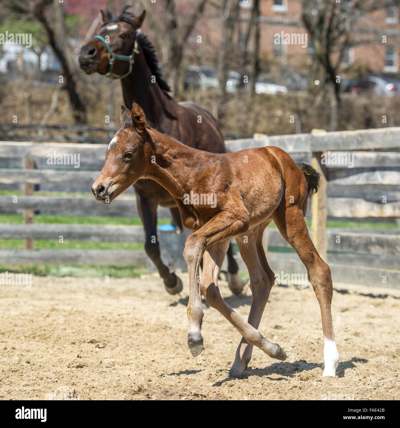 Pferd mit ihren neugeborenen Fohlen spielen hinter einer Scheune Stockfoto