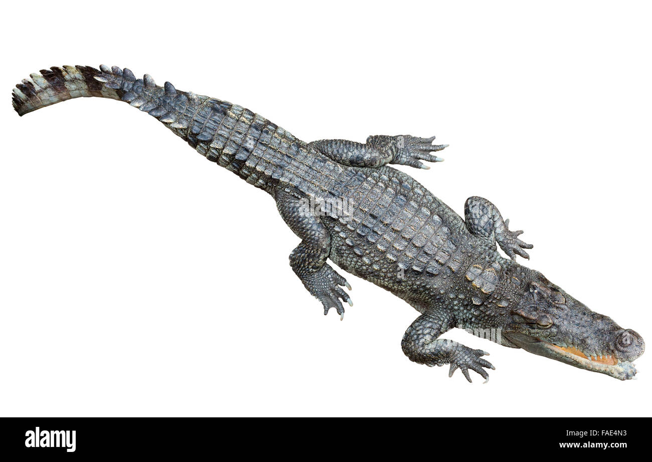 Siam-Krokodil (Crocodylus Siamensis). Isoliert auf weißem Hintergrund Stockfoto