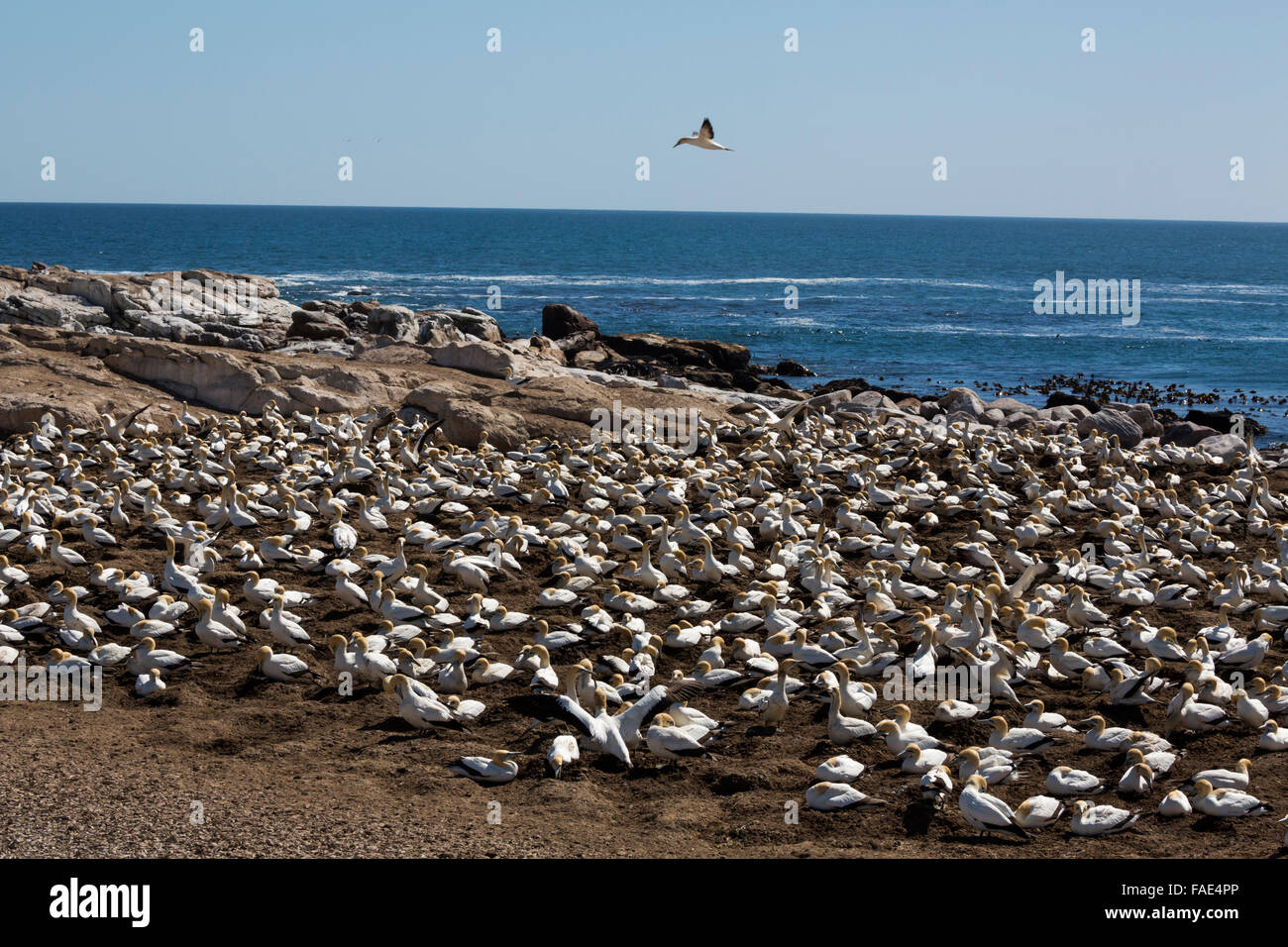Cape Basstölpel (Morus Capensis), Zucht Kolonie, Lamberts Bay, Südafrika, Stockfoto