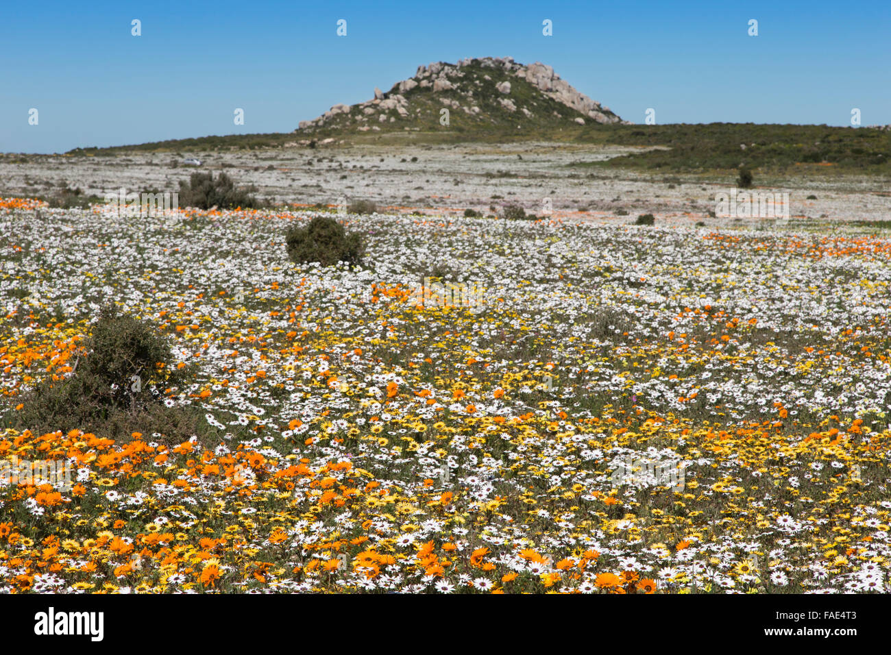 Frühling Wildblumen, Postberg Abschnitt, West Coast Nationalpark, Western Cape, Südafrika Stockfoto