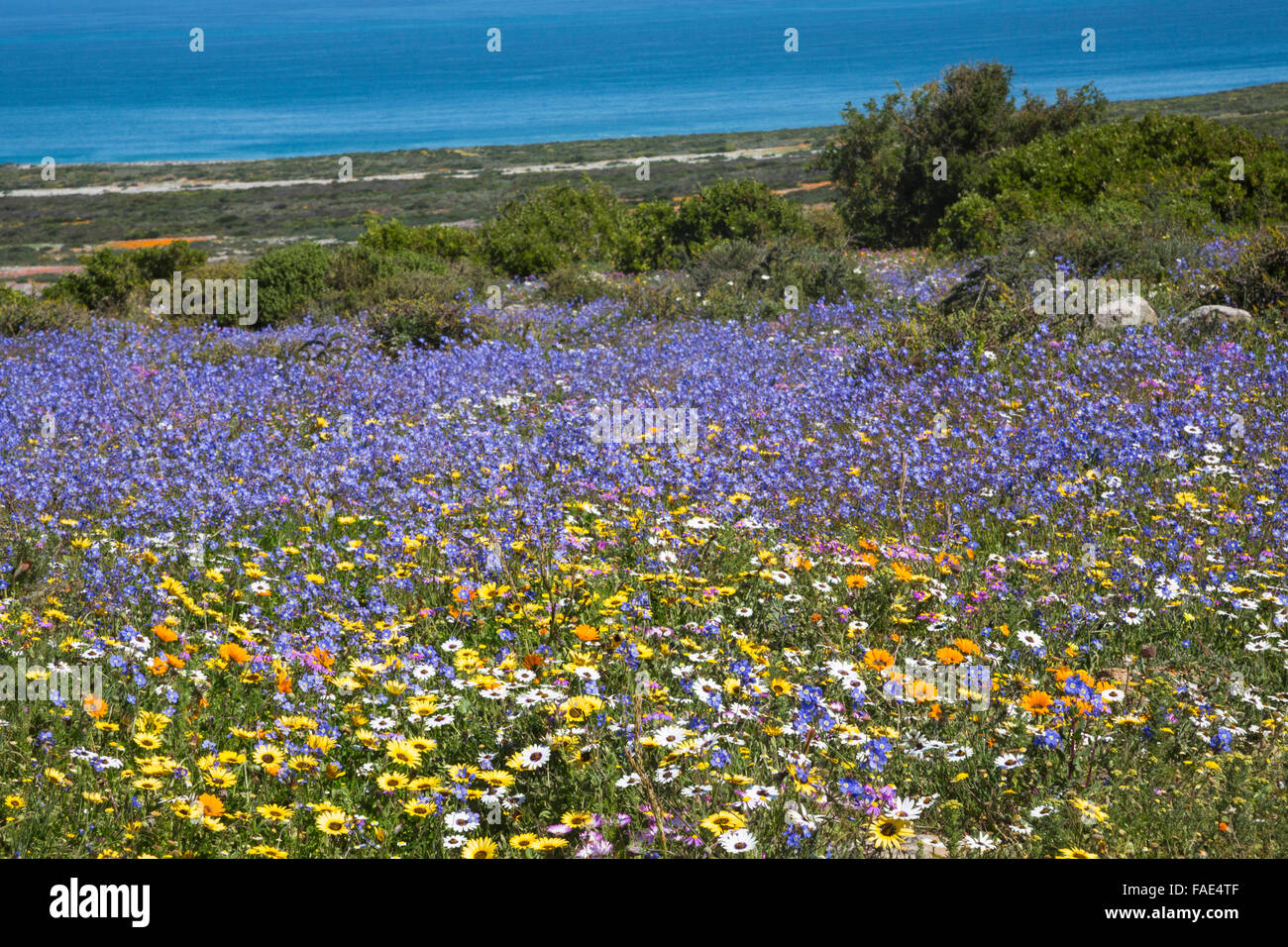 Frühling Wildblumen, Postberg Abschnitt West Coast National Park, Western Cape, Südafrika Stockfoto