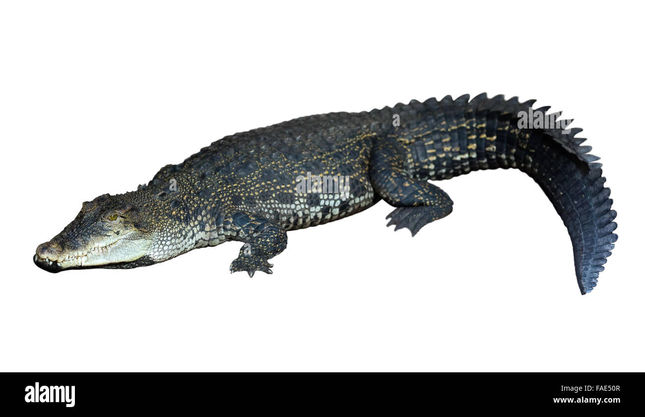 Salzwasser-Krokodil (Crocodylus Porosus). Isoliert auf weißem Hintergrund Stockfoto
