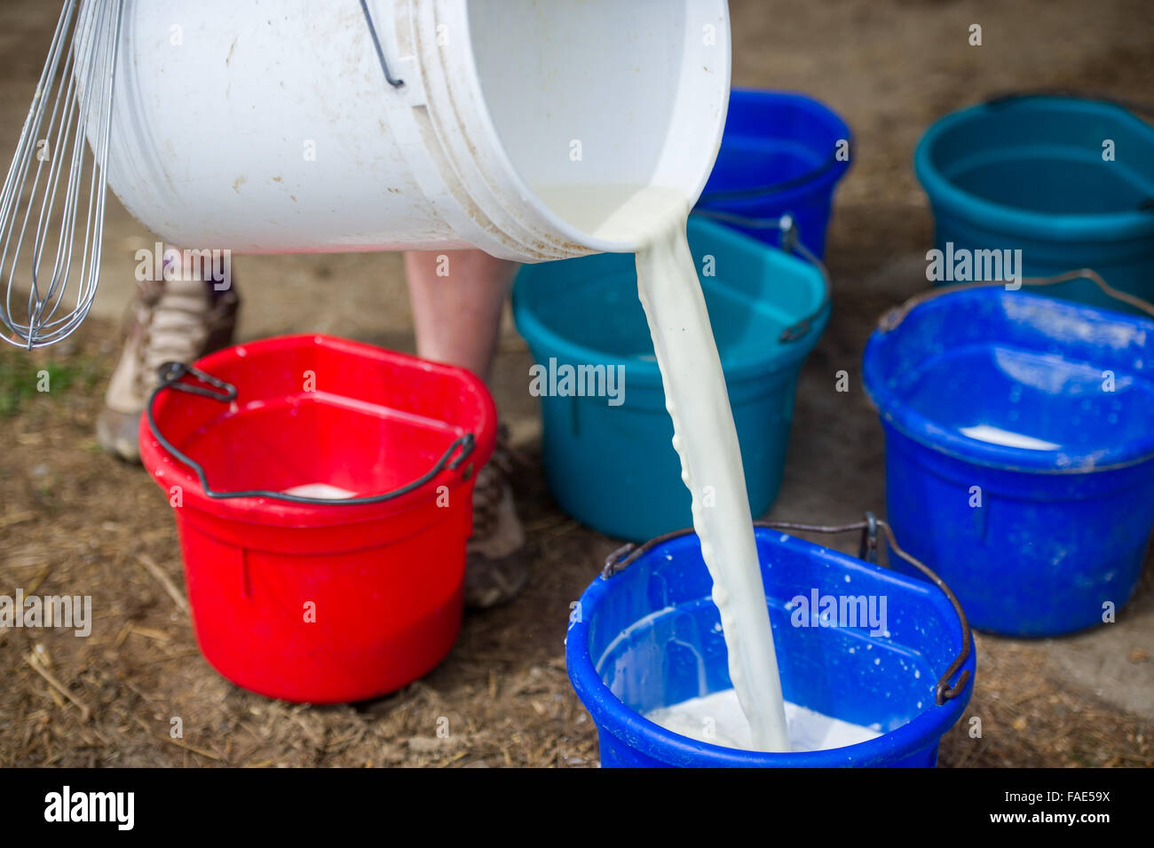 Gießen Milch in getrennten Behältern Stockfoto