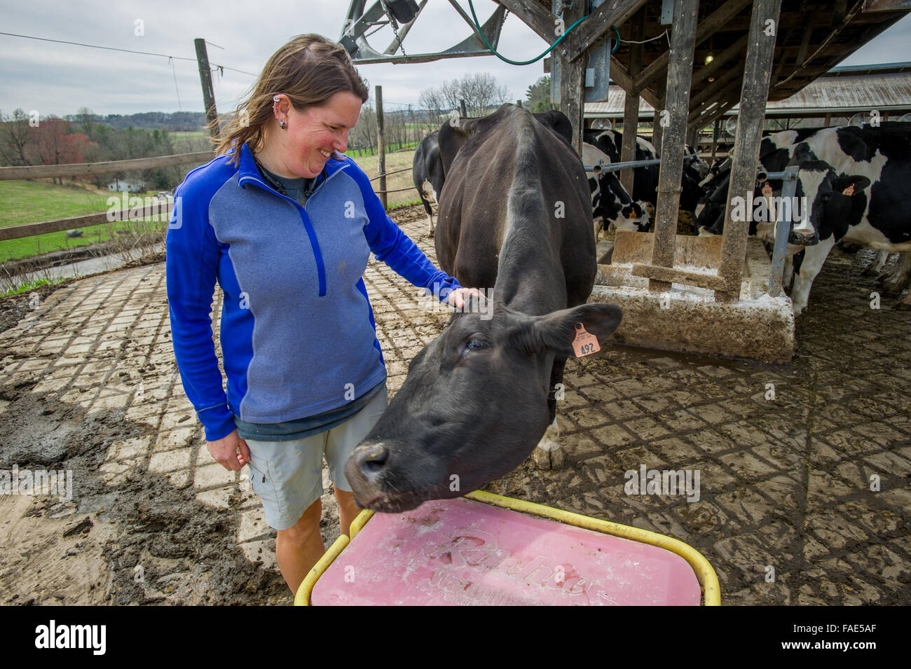 Frau streicheln eine Kuh auf ihren Milchviehbetrieb. Stockfoto