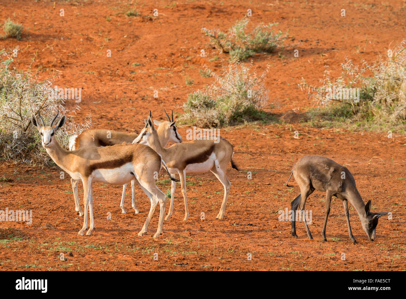 Black springbok -Fotos und -Bildmaterial in hoher Auflösung – Alamy